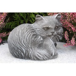 Katze Perser klein