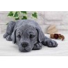 Hund liegend