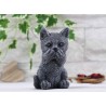 Katze nichts sagen