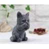 Katze nichts sagen