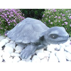 Schildkröte