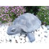 Schildkröte