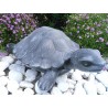 Schildkröte
