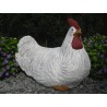 Huhn Hahn